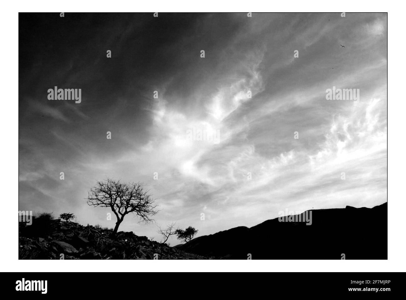 Unabhängiger Weihnachtsappellan...... Integrierte ländliche Entwicklung und Naturschutz (IRDNC) in Namibia.die trockene Wüstenlandschaft Namibias wartet auf die ersten Regenfälle der Saison. Ein klarer, bakeing blauer Himmel wird langsam in ein tiefes dunkelgrau gekocht, während die Wolken in Rollen. Der Regen stürmt und sobald knochentrockene Flüsse zum Leben erwacht. Foto von David Sandison November 2004 Stockfoto