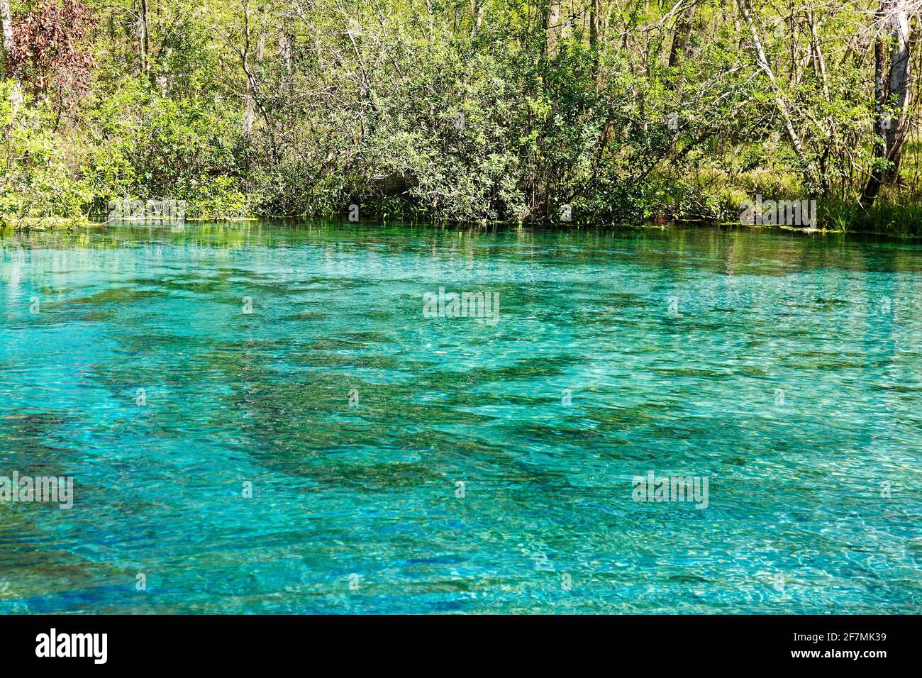 Quellkopf, klares Aqua-Wasser, kühl, Natur, Ichetucknee Springs State Park, Florida, Fort White, FL, Frühling Stockfoto