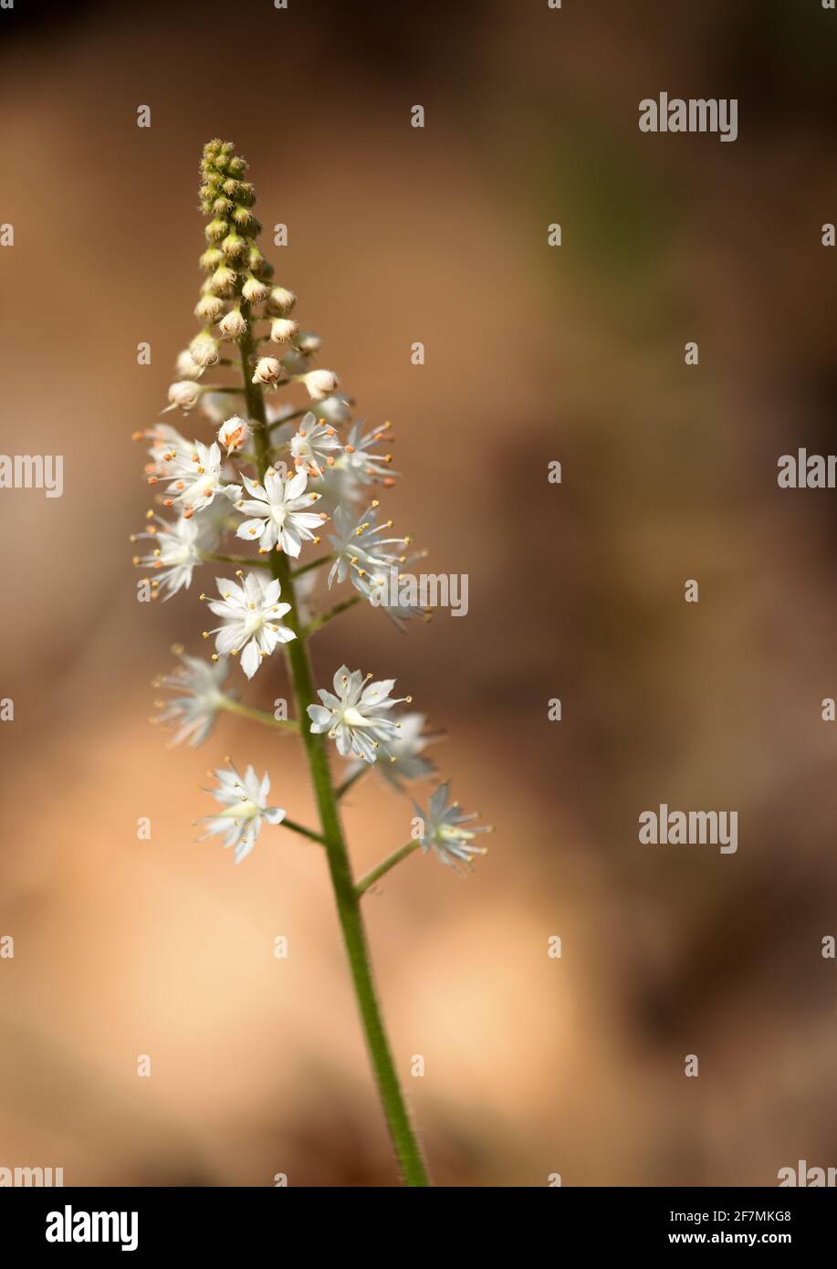 Foamflower (Tiarella cordifolia) - Hall County, Georgia. Entlang des Dodd Trail im Chicopee Woods Nature Preserve blüht eine Blütenblume. Stockfoto