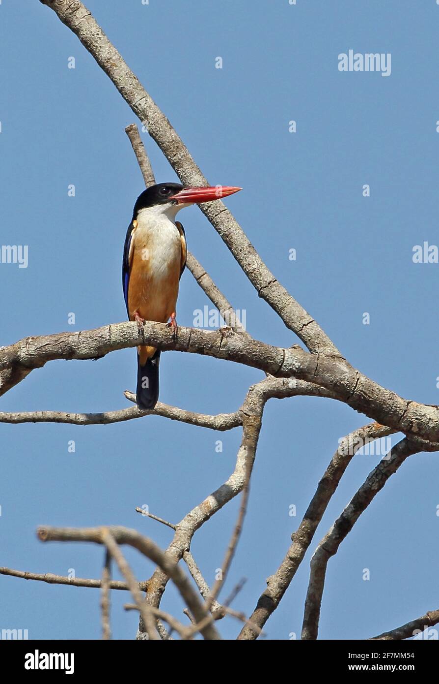 Schwarzdeckelfischer (Halcyon pileata) Erwachsener, der auf dem toten Zweig der Kratie, Kambodscha, thront Januar Stockfoto