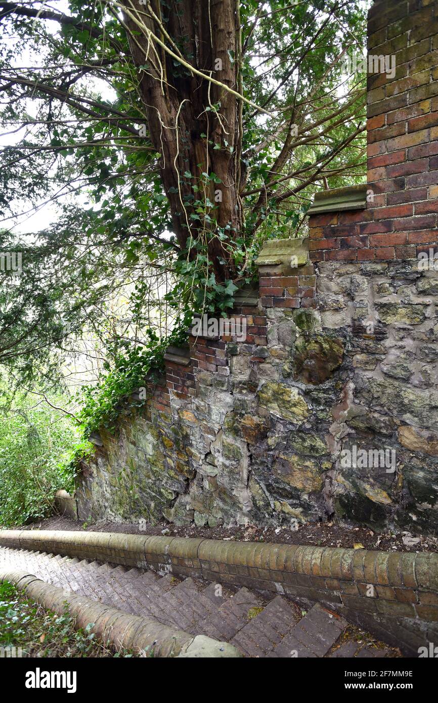 Alte Steinwand, die unter dem Druck von Eibenbaum rissend ist Strukturelle Schäden Stockfoto