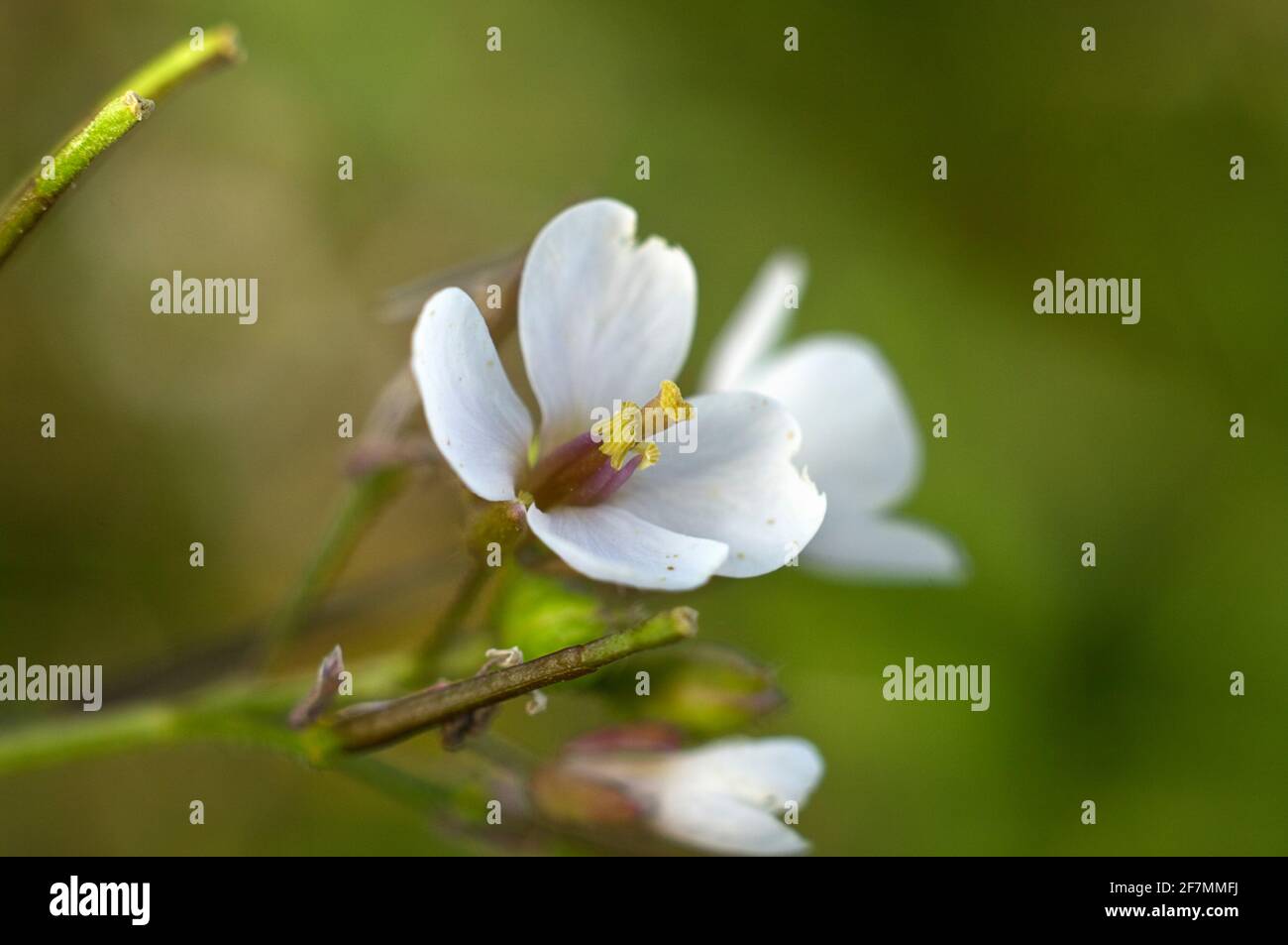Flor pequeña y blanca con estambres de color amarillo. Flor de primavera de la zona del Mediterraneo. Stockfoto