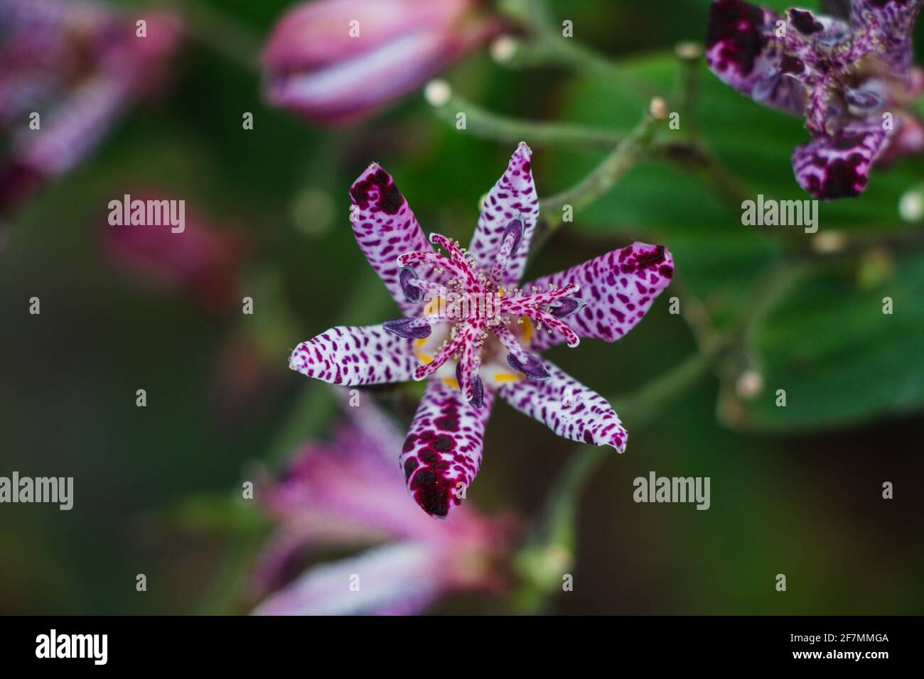 Eine einzigartige, rosa und weiß gesprenkelte Blume gegen grüne Blätter Stockfoto