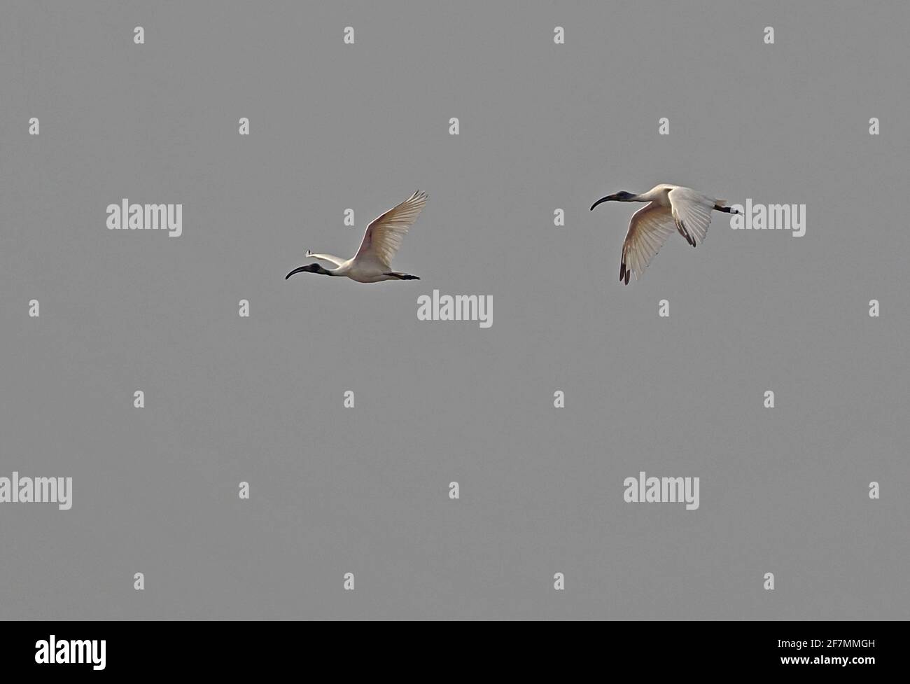 Schwarzköpfiger Ibis (Threskiornis melanocephalus) im Flug Ang Trapaeng Thmor, Kambodscha Januar Stockfoto