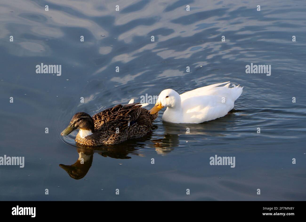 Eine weiße männliche Ente, die einer braunen weiblichen Ente folgt, die an einem Frühlingsmorgen über einen Teich paddelt, im Las Llamas Park Sardinero Santander Cantabria Spanien Stockfoto