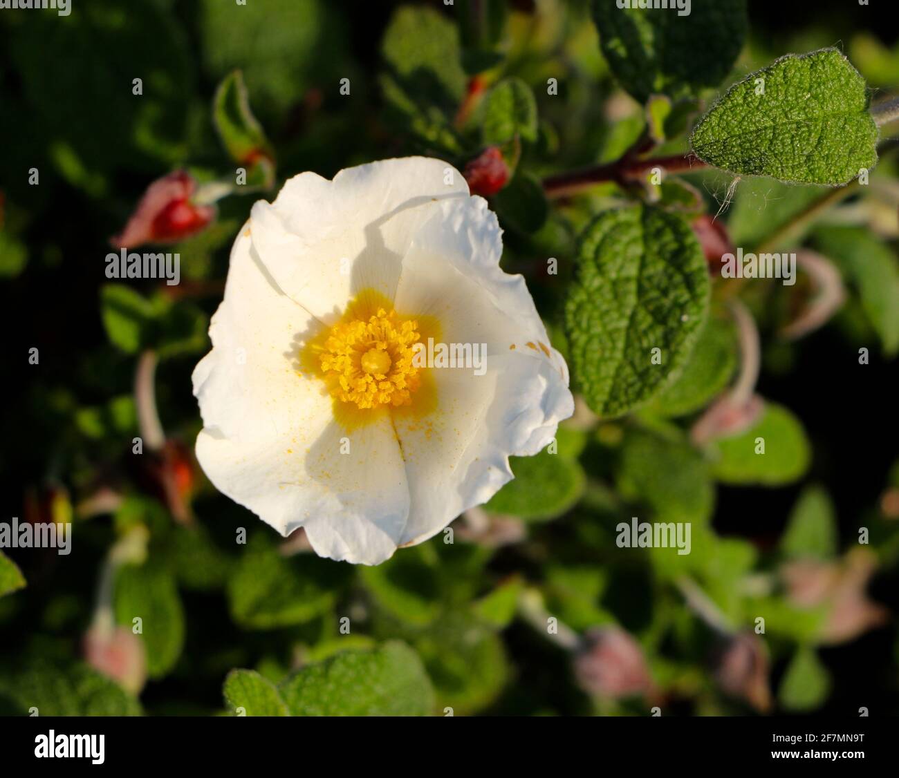 Cistus salviifolius Salbei-Blatt-Felsenrose aus der Nähe mit einem aus Fokussieren Sie den natürlich beleuchteten Hintergrund auf einen sonnigen Frühlingsmorgen in Santander Kantabrien Spanien Stockfoto