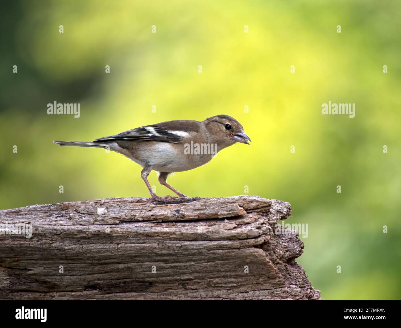 Weiblicher Buchfink, Fringilla coelebs, auf Log in Großbritannien Stockfoto