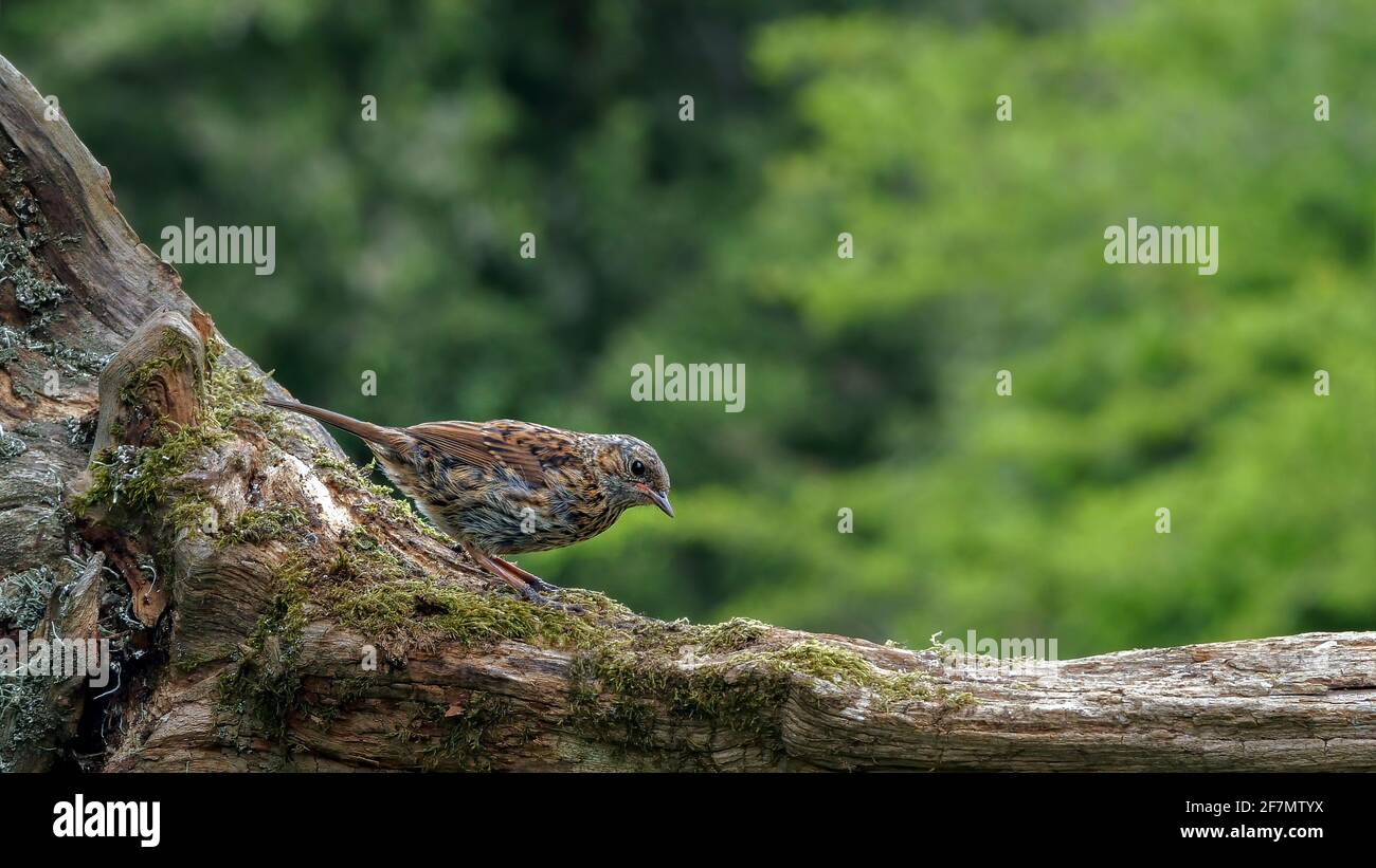 Nahaufnahme eines Dunnock, Prunella modularis, Vogels auf einem umgestürzten Baumstamm in Großbritannien Stockfoto