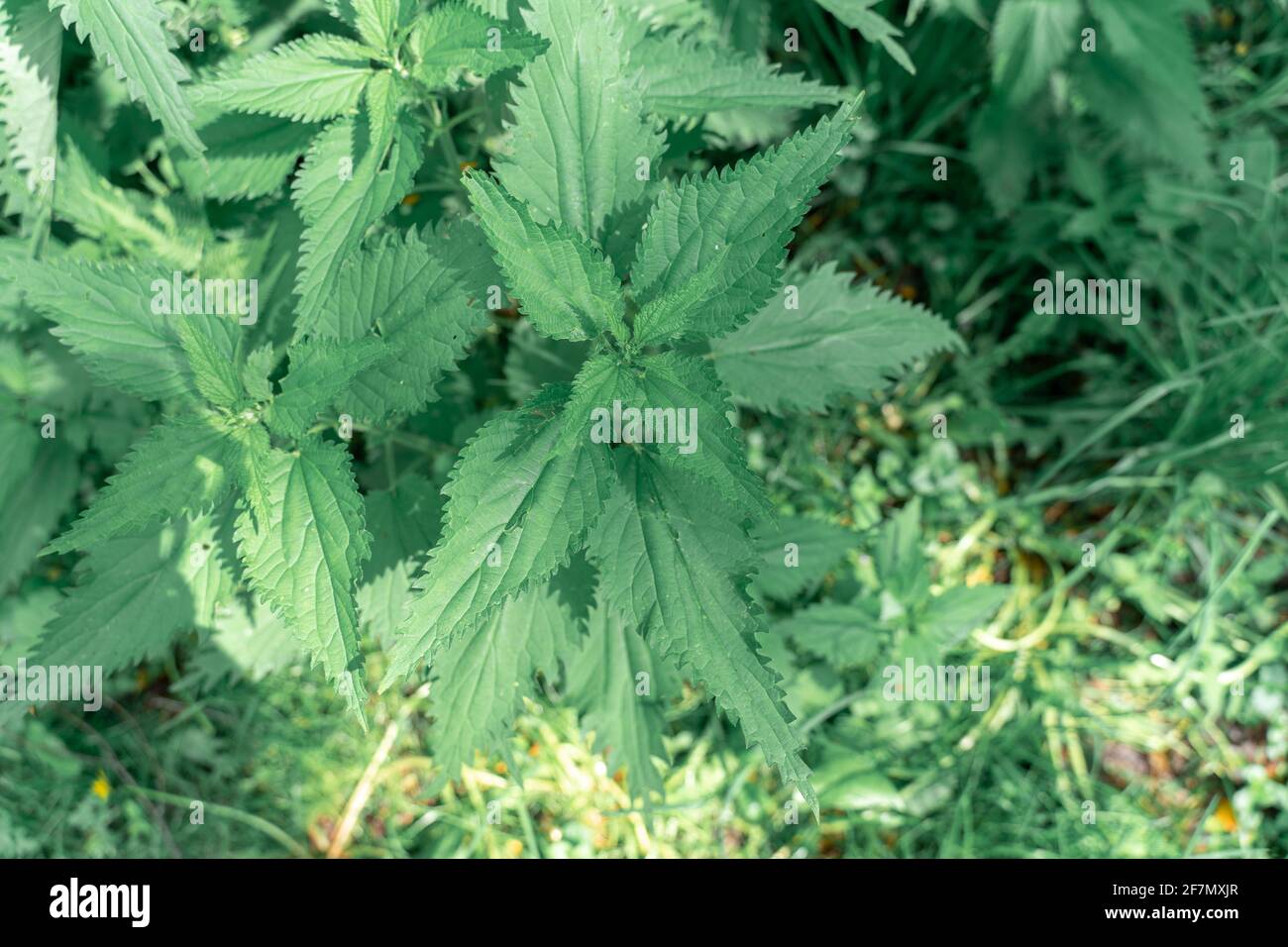 Junge Pflanzen aus Brennesseln. Grüne Brennnessel Blätter Stockfoto