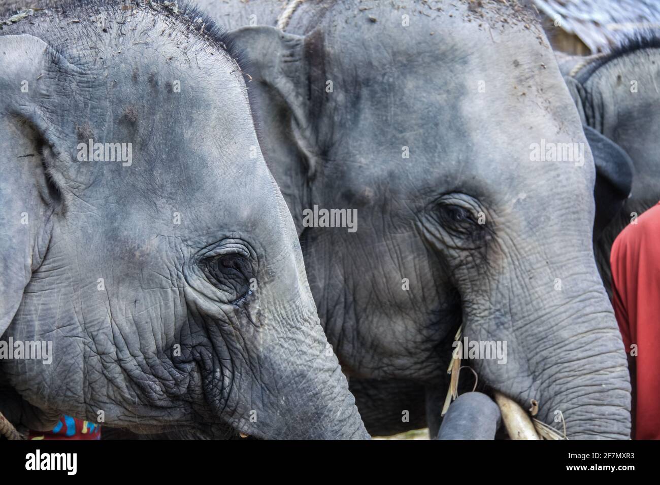 Ein Paar asiatischer Elefanten, aus nächster Nähe, auf der Insel Koh Samui in Thailand, gerettet aus einer Trekkingaktion. Stockfoto