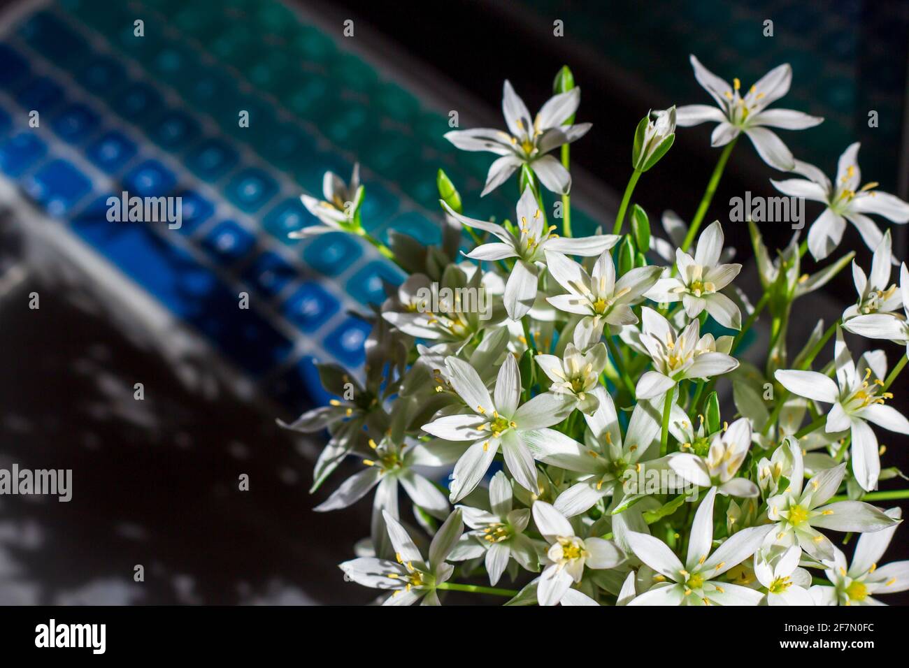 Aufgrund der Pandemie, die von zu Hause aus mit den ersten Frühlingsblumen arbeitete. Nahaufnahme Stockfoto