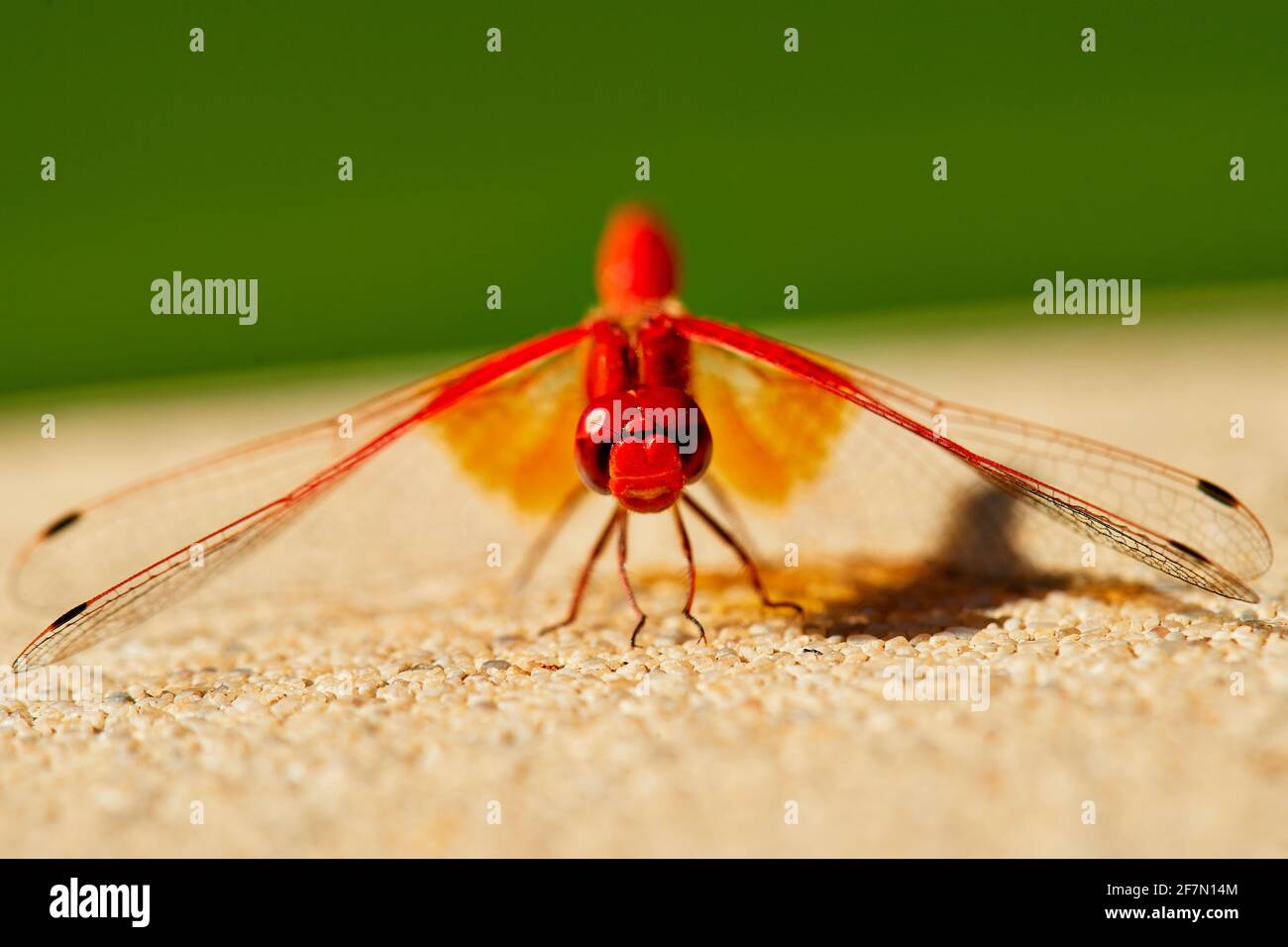 Rotvienige Libelle, die sich sonnt Stockfoto