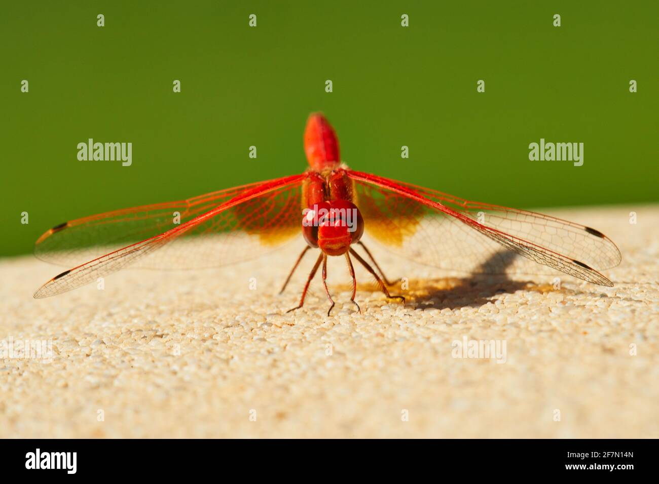 Rotvienige Libelle, die sich sonnt Stockfoto