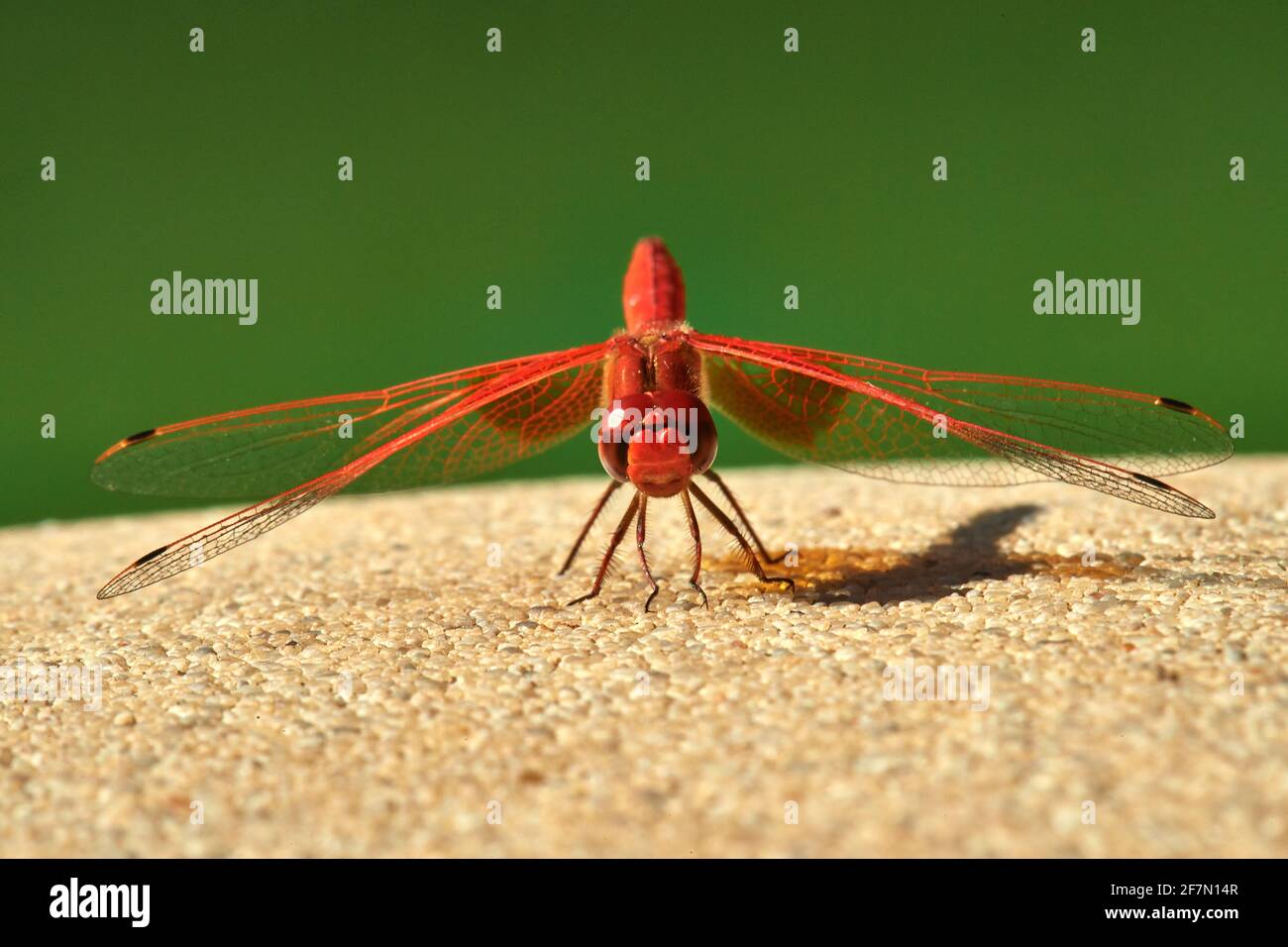 Rotvienige Libelle, die sich sonnt Stockfoto