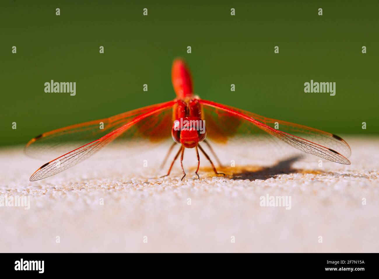 Rotvienige Libelle, die sich sonnt Stockfoto
