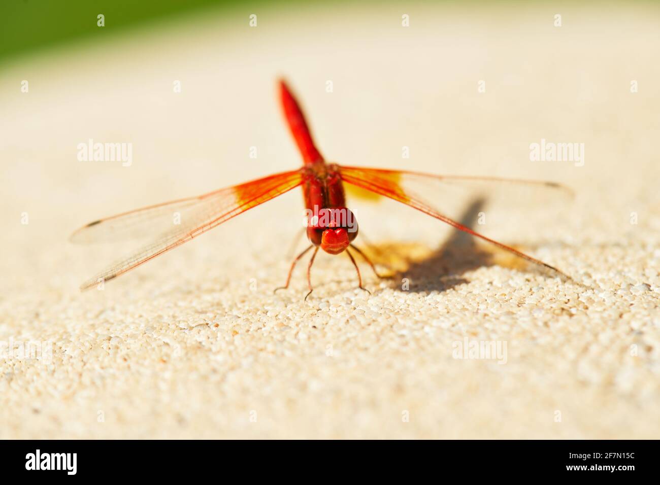 Rotvienige Libelle, die sich sonnt Stockfoto