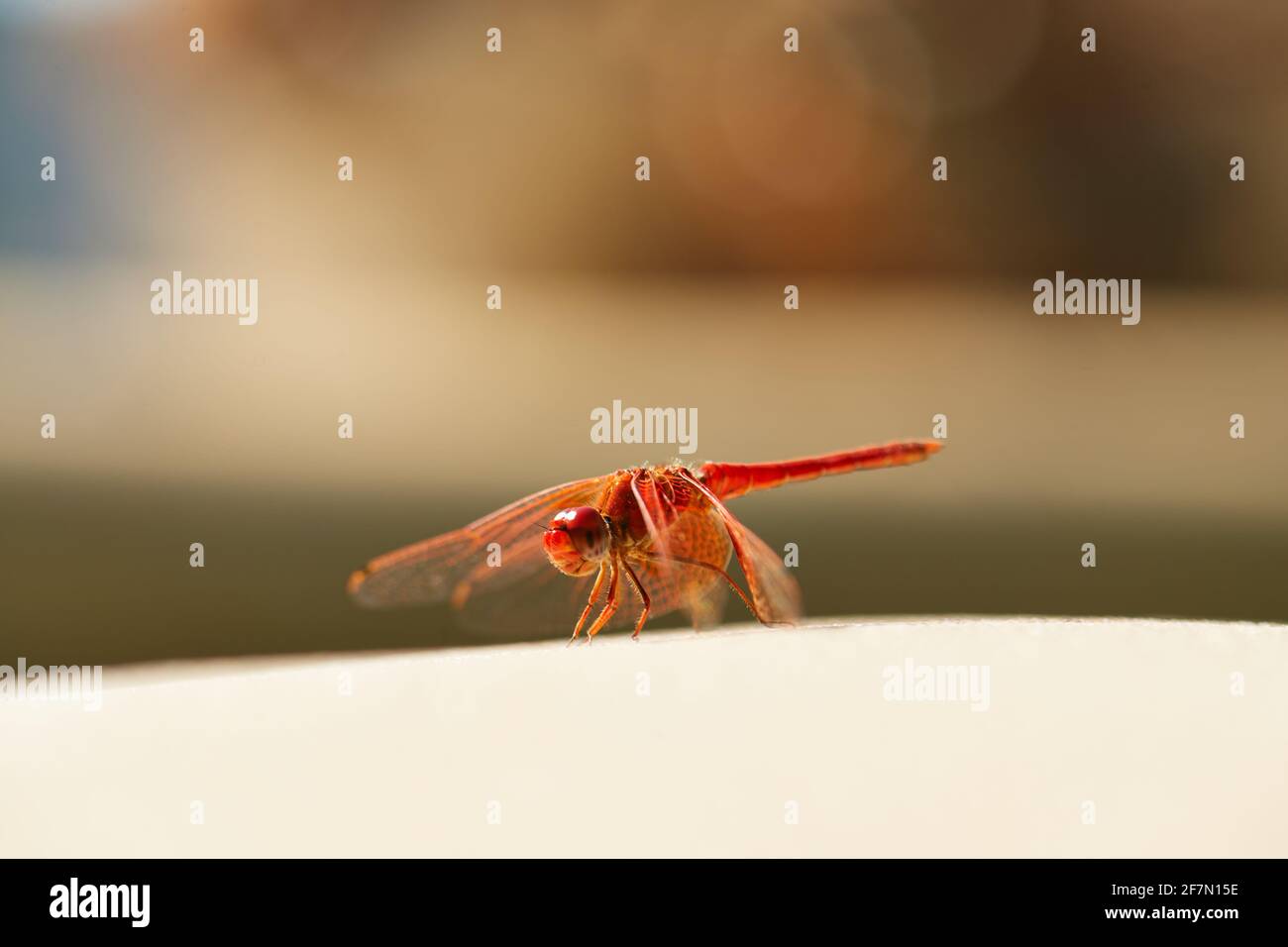 Rotvienige Libelle, die sich sonnt Stockfoto