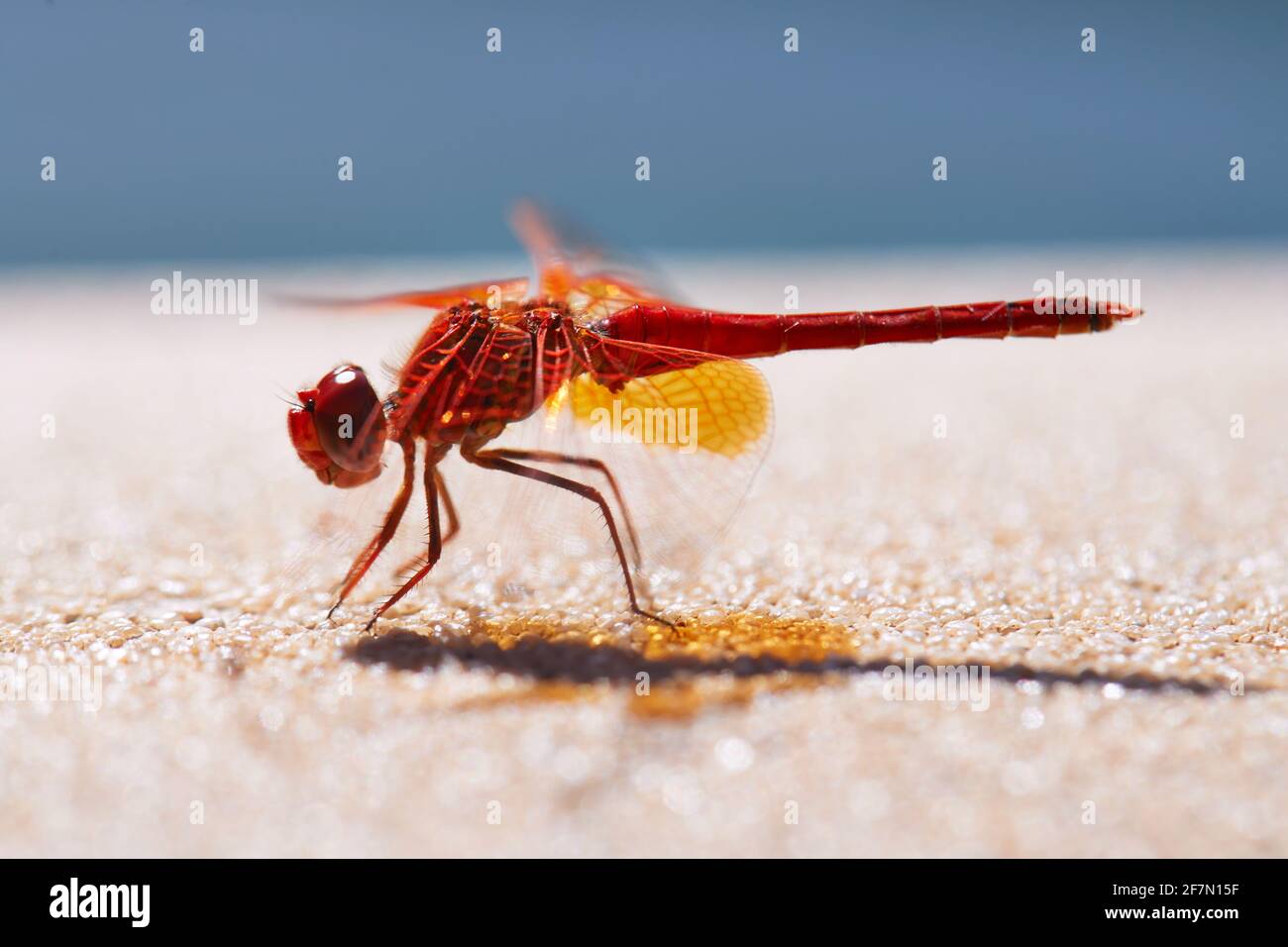 Rotvienige Libelle, die sich sonnt Stockfoto