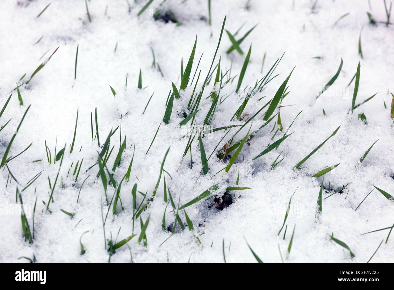 Frisches Gras, schneebedecktes Wintergras, Rasen Stockfoto