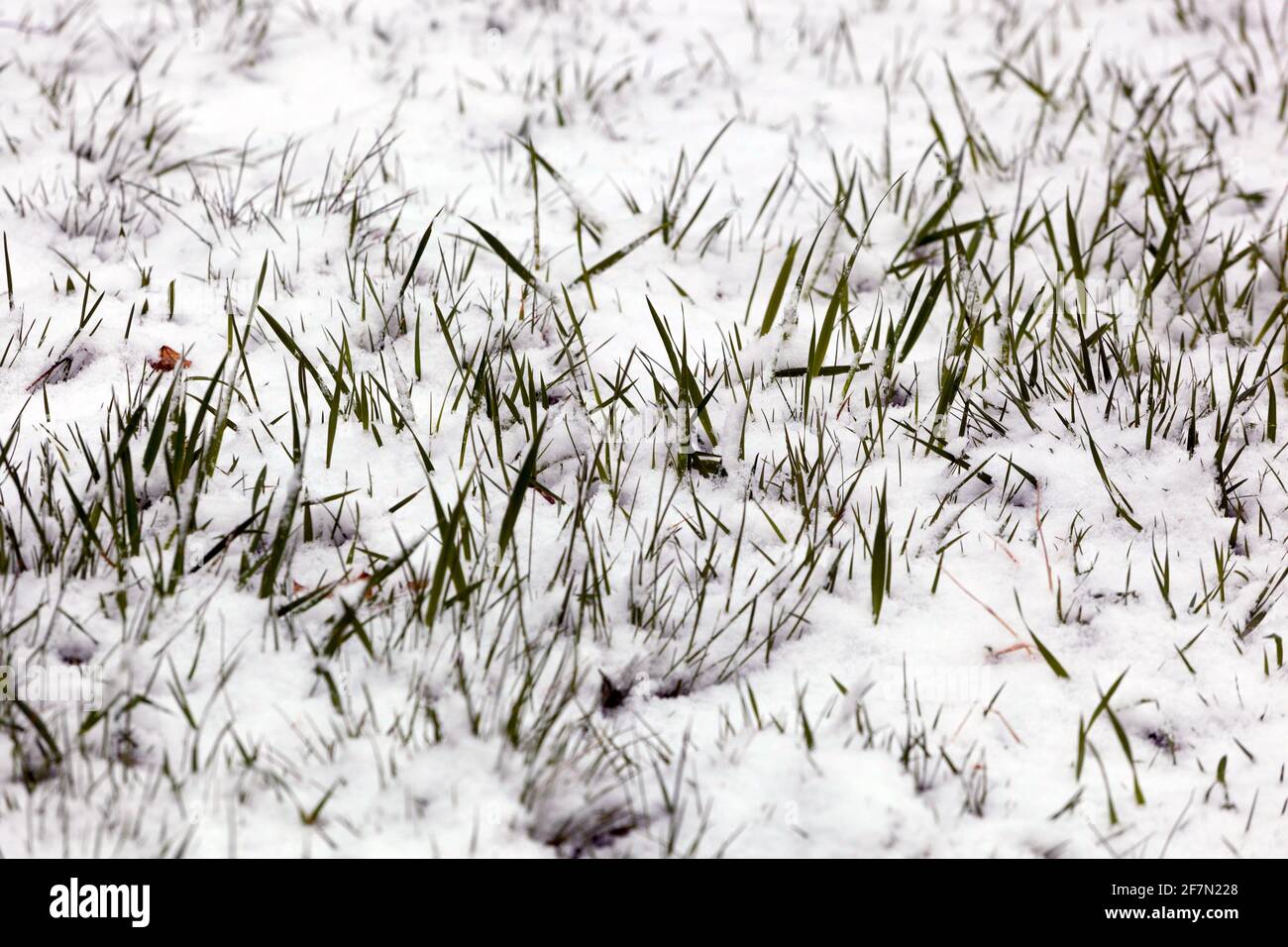 Frische Gräser schneebedeckte Wintergräser Stockfoto