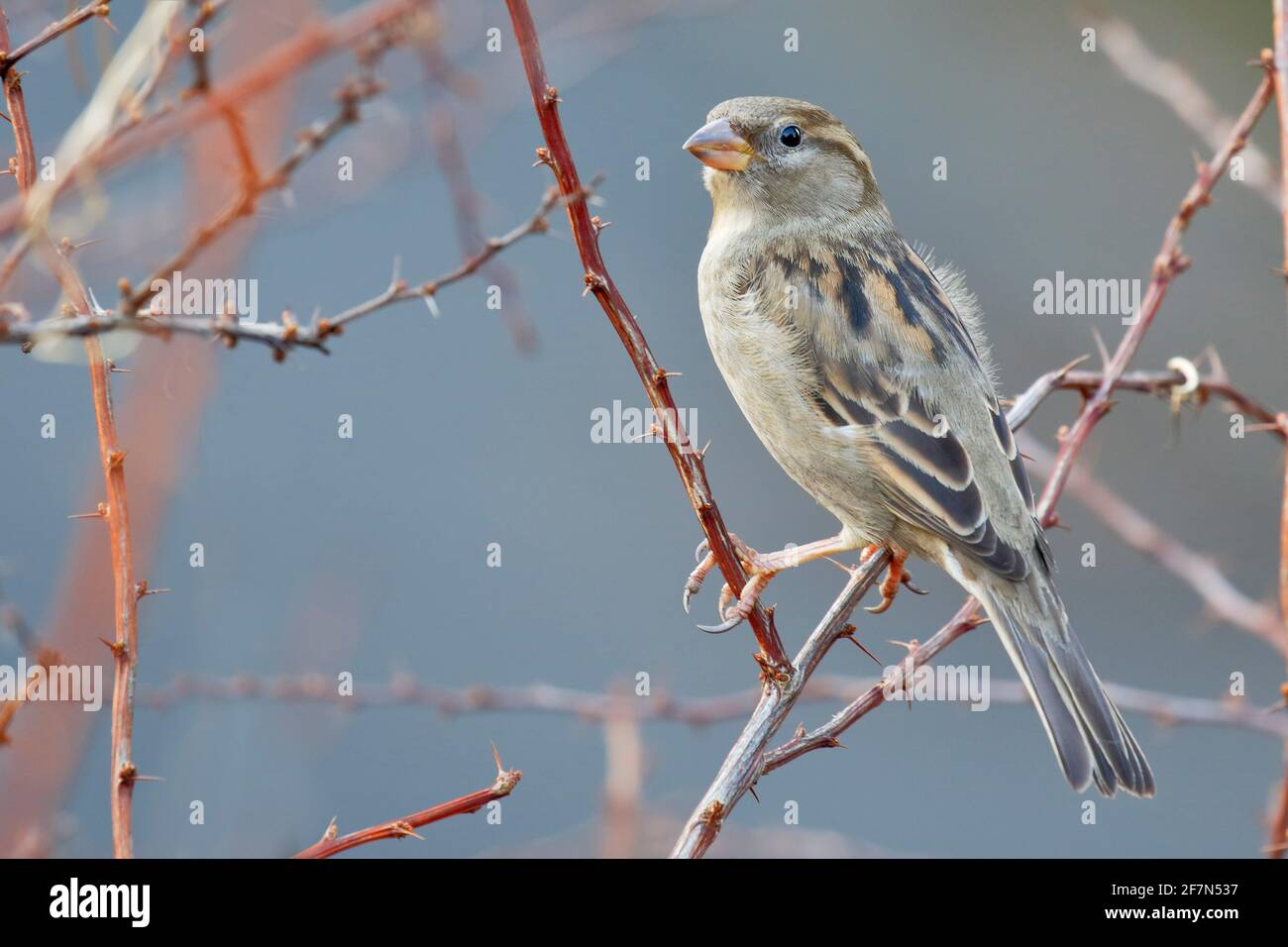 Haus Sparrow (Passer domesticus) thront, Central Park, New York, USA Stockfoto