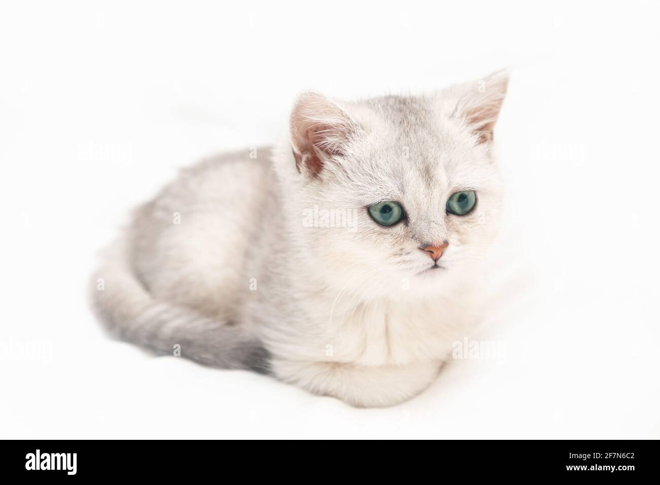 Kleines weißes britisches Kätzchen auf einer weißen Decke. Witziges, neugieriges Haustier. Speicherplatz kopieren. Stockfoto