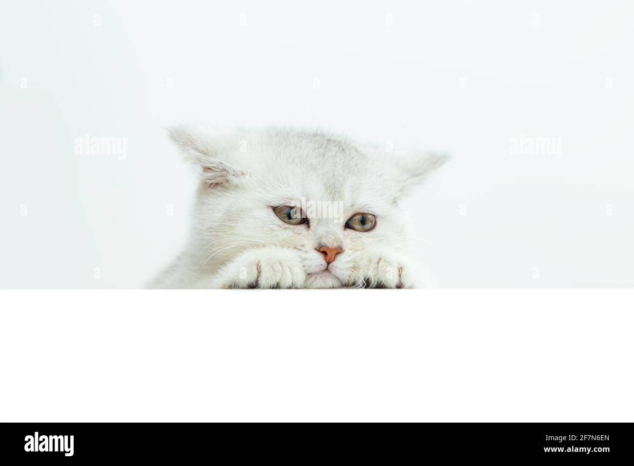 Wütendes weißes britisches Kätzchen, das über ein weißes Banner guckt. Isoliert auf Weiß. Speicherplatz kopieren. Stockfoto
