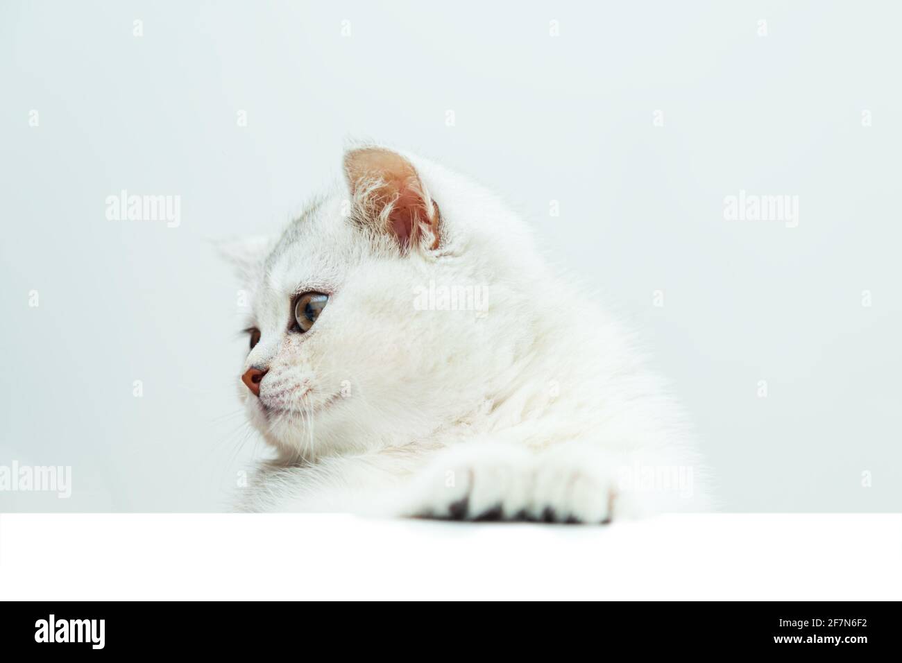 Trauriges weißes britisches Kätzchen, das über ein weißes Banner guckt. Isoliert auf Weiß. Speicherplatz kopieren. Stockfoto