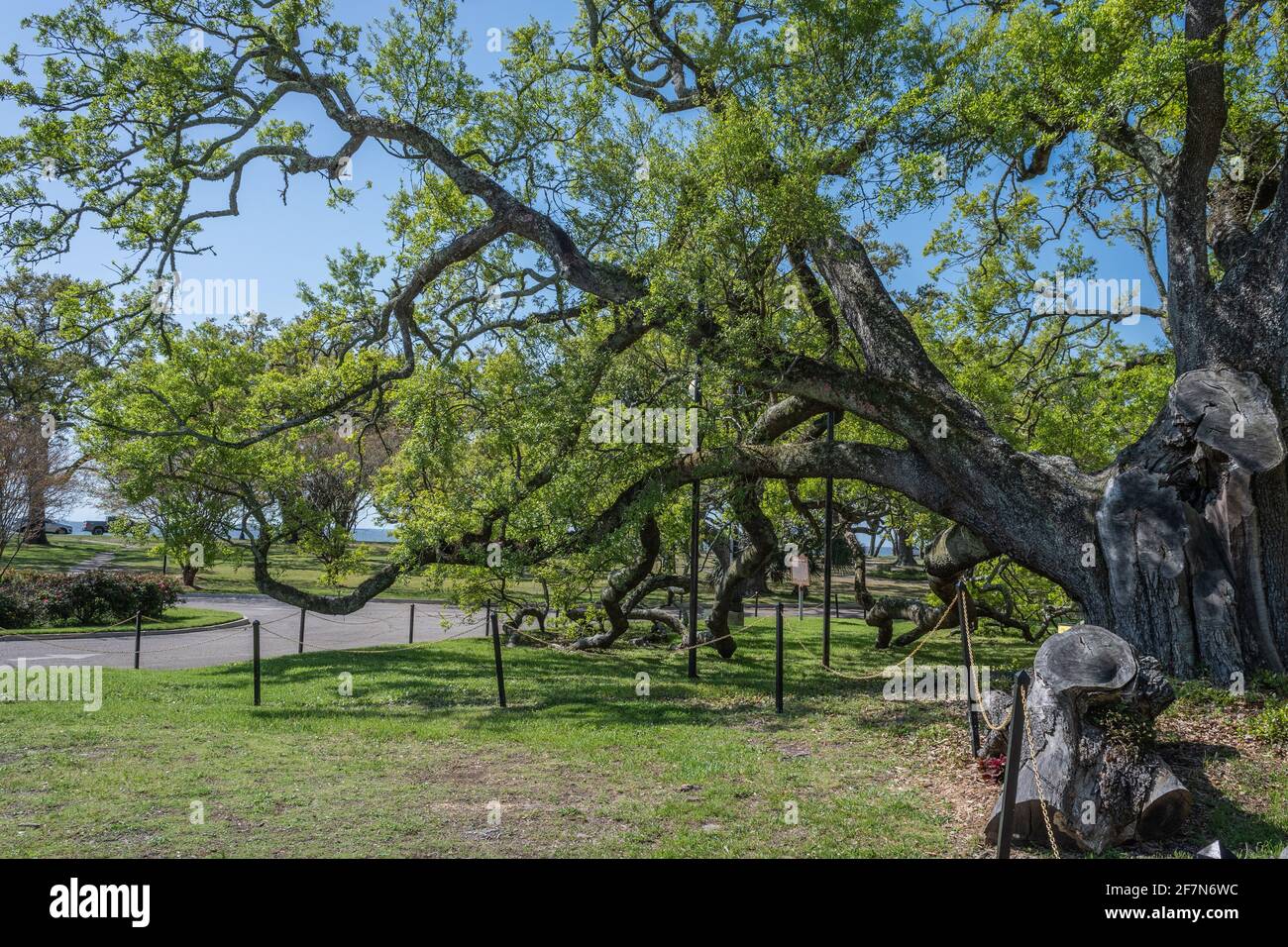 Historische Friendship Oak Tree, südliche lebende Eiche, die auf dem Campus der University of Southern Mississippi, Long Beach, MS, USA, 500 Jahre alt sein soll. Stockfoto