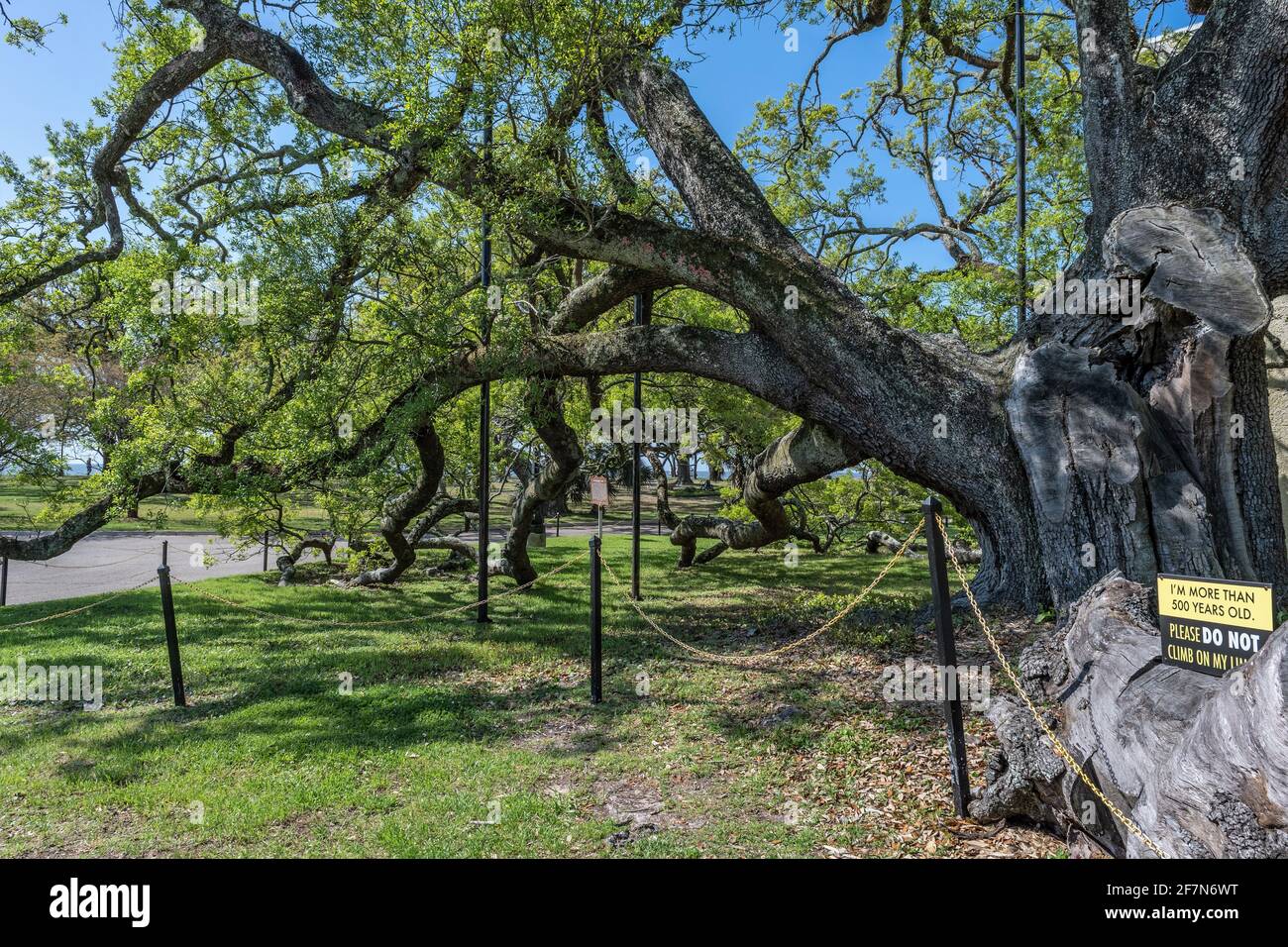 Historische Friendship Oak Tree, südliche lebende Eiche, die auf dem Campus der University of Southern Mississippi, Long Beach, MS, USA, 500 Jahre alt sein soll. Stockfoto