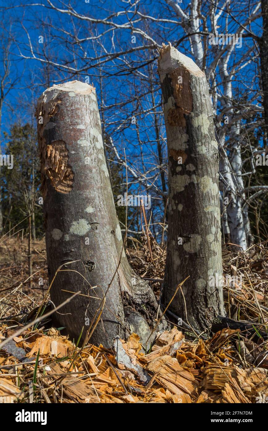 Bäume, die vor etwa einem Jahr von einem nordamerikanischen Biber, Castor canadensis, im Norden von Michigan, USA, geschnitten wurden Stockfoto