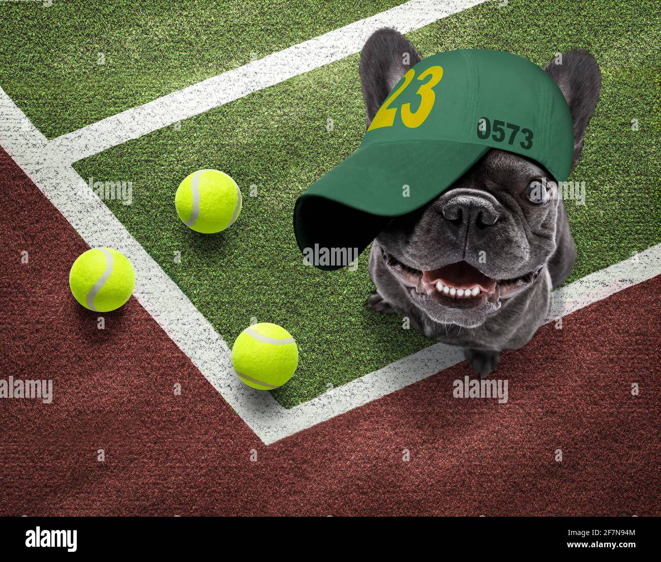 Spieler sportlich französisch Bulldogge Hund auf Tennisplatz mit Bällen, bereit für ein Spiel oder Spiel Stockfoto