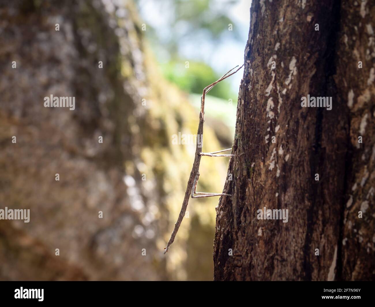 Margin-winged Stick insect (Ctenomorpha marginipennis), Victoria, Australien Stockfoto