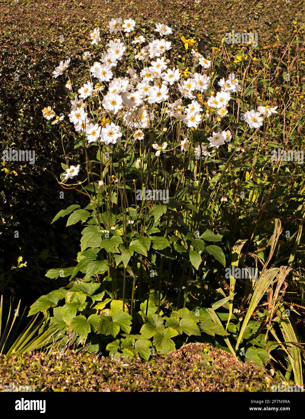 Anemone japonica Japanische Anemone Anemone x hybrida Honorine Jobert mit vielen Blumen in einer Grenze wächst.. Stockfoto