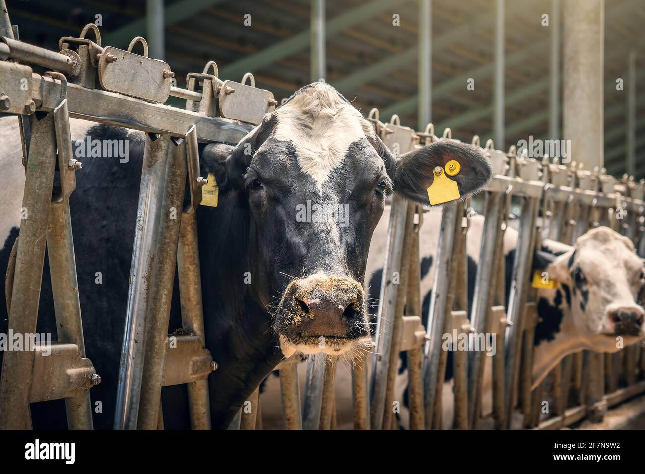 Schwarz-weißes Kuhportrait. Nutztier schaut in die Kamera. Stockfoto