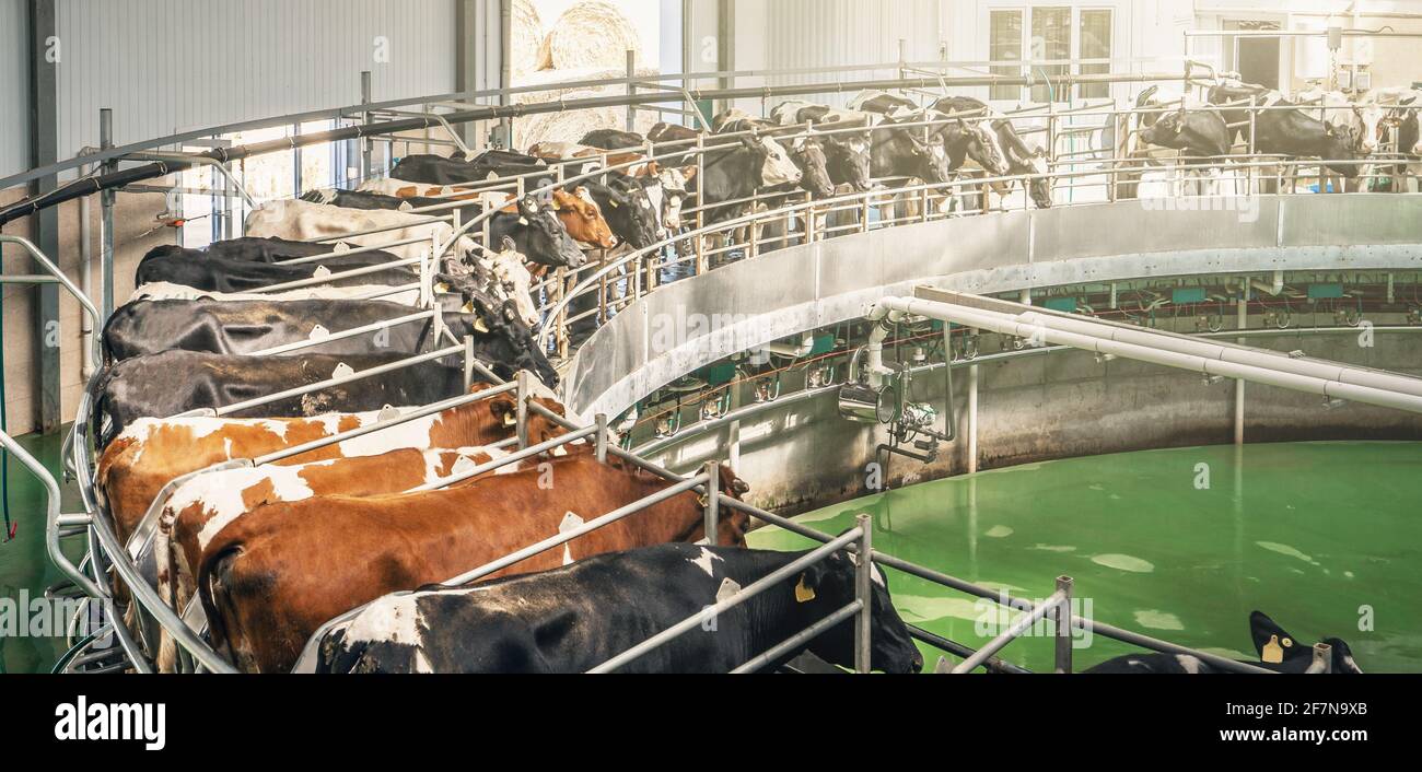 Kühe auf Milchviehbetrieben auf automatisierten Maschinen zum Melken, Banner-Panoramabild. Stockfoto