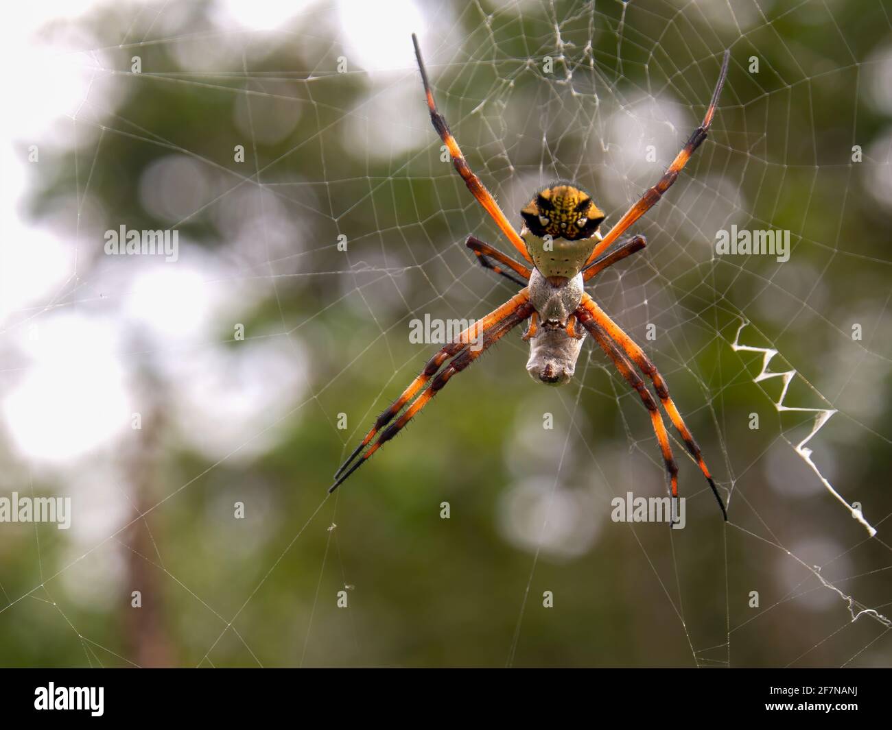 Makrofotografie einer silbernen argiopspinne mit einer in Seide gehüllten Beute, aufgenommen in einem Garten in der Nähe der Kolonialstadt Villa de Leyva, Kolumbien. Stockfoto