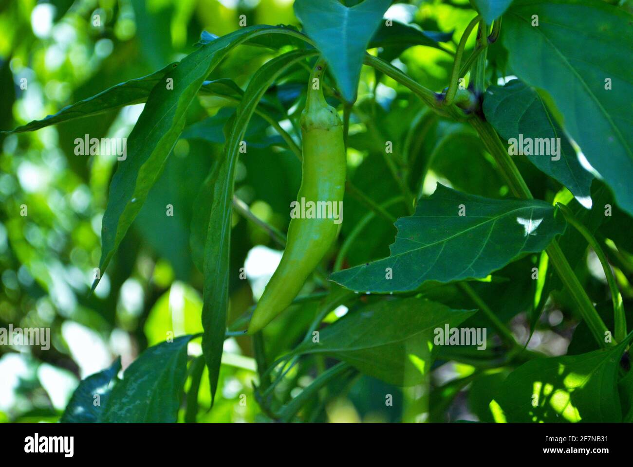 Bananenpfeffer wächst im Garten bereit gepflückt werden Stockfoto