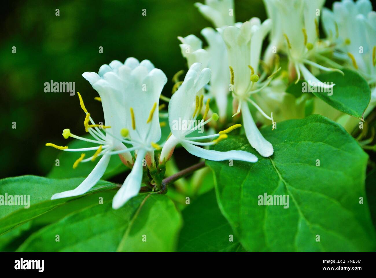 Nahaufnahme des blühenden Frühlings der Geißelbuschblüte Stockfoto