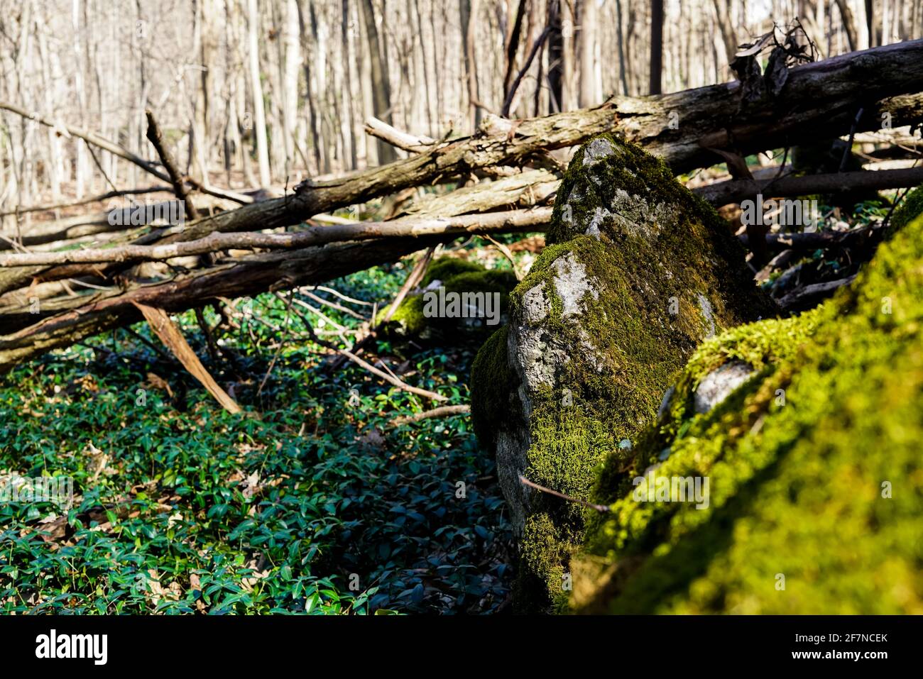 Elmwood Park, Syracuse NY Stockfoto