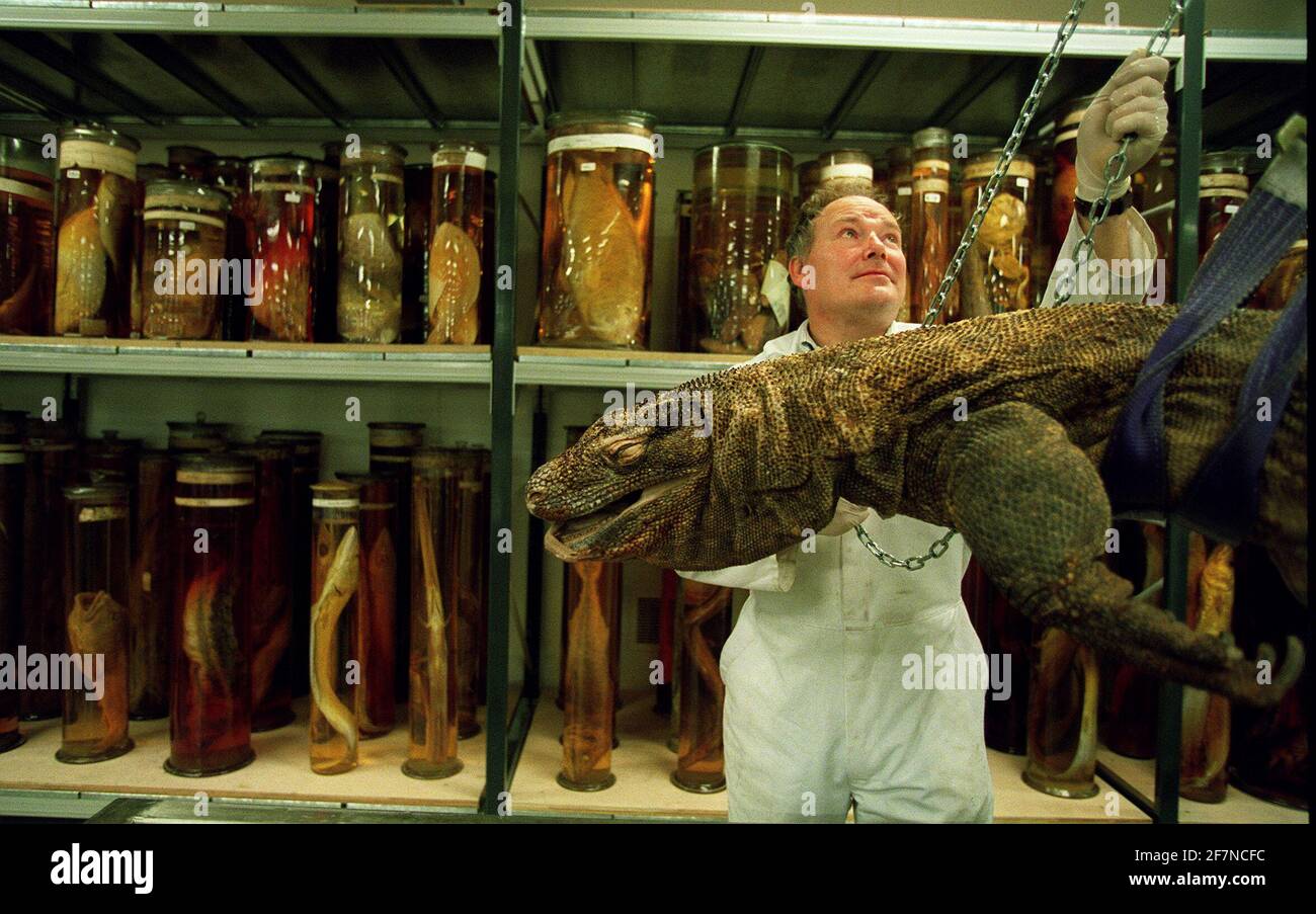 oliver Crimmen im Naturkundemuseum hebt den komodo-Drachen, eines von vielen erhaltenen Exemplaren, an seinen Platz. 19/10/01 pilston/Embargo bis 21/10/01 Stockfoto