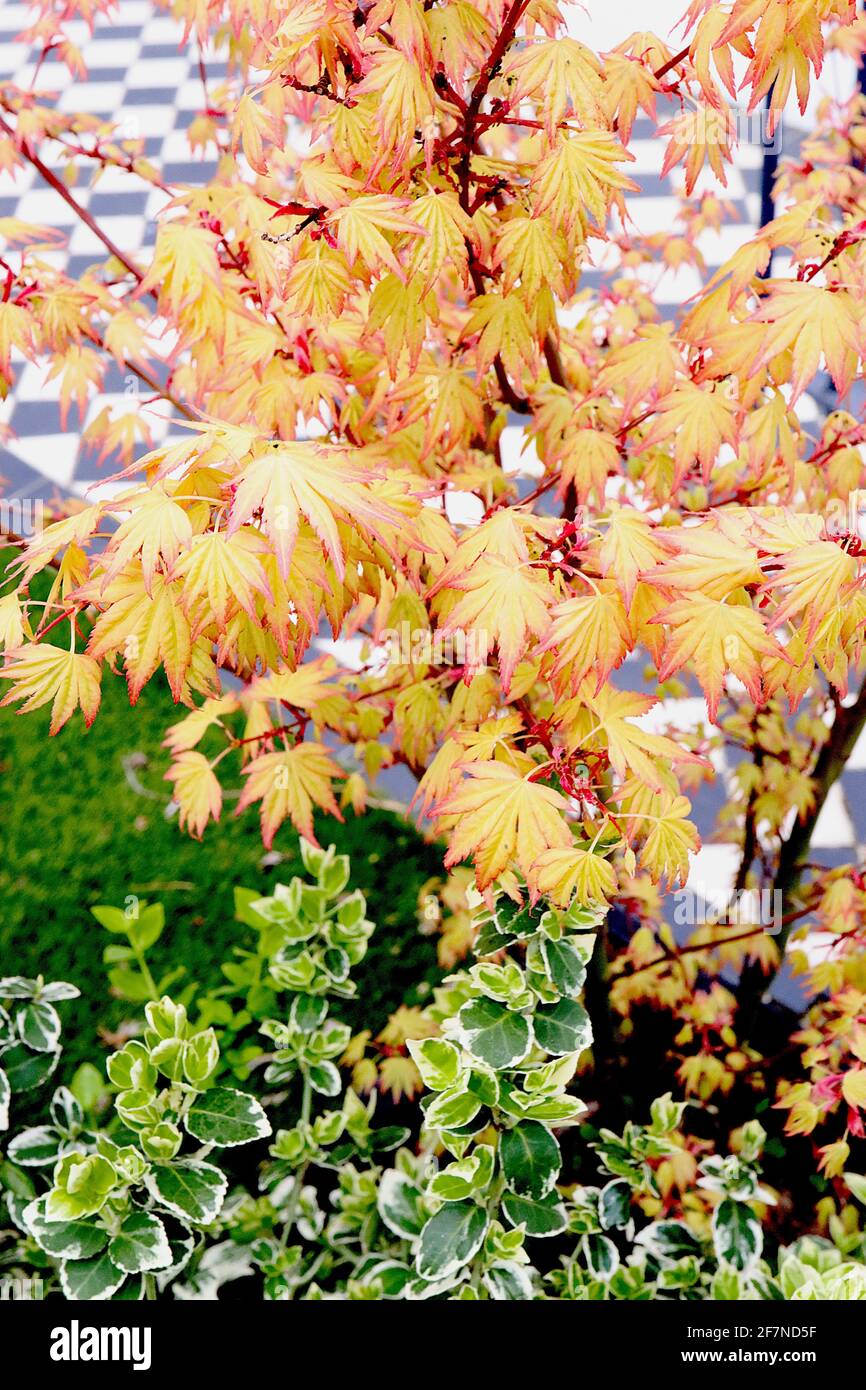 Acer palmatum ‘Orange Dream’ Japanischer Ahorn Orange Dream – gelb-orange Blätter mit gezackten roten Rändern, April, England, Großbritannien Stockfoto