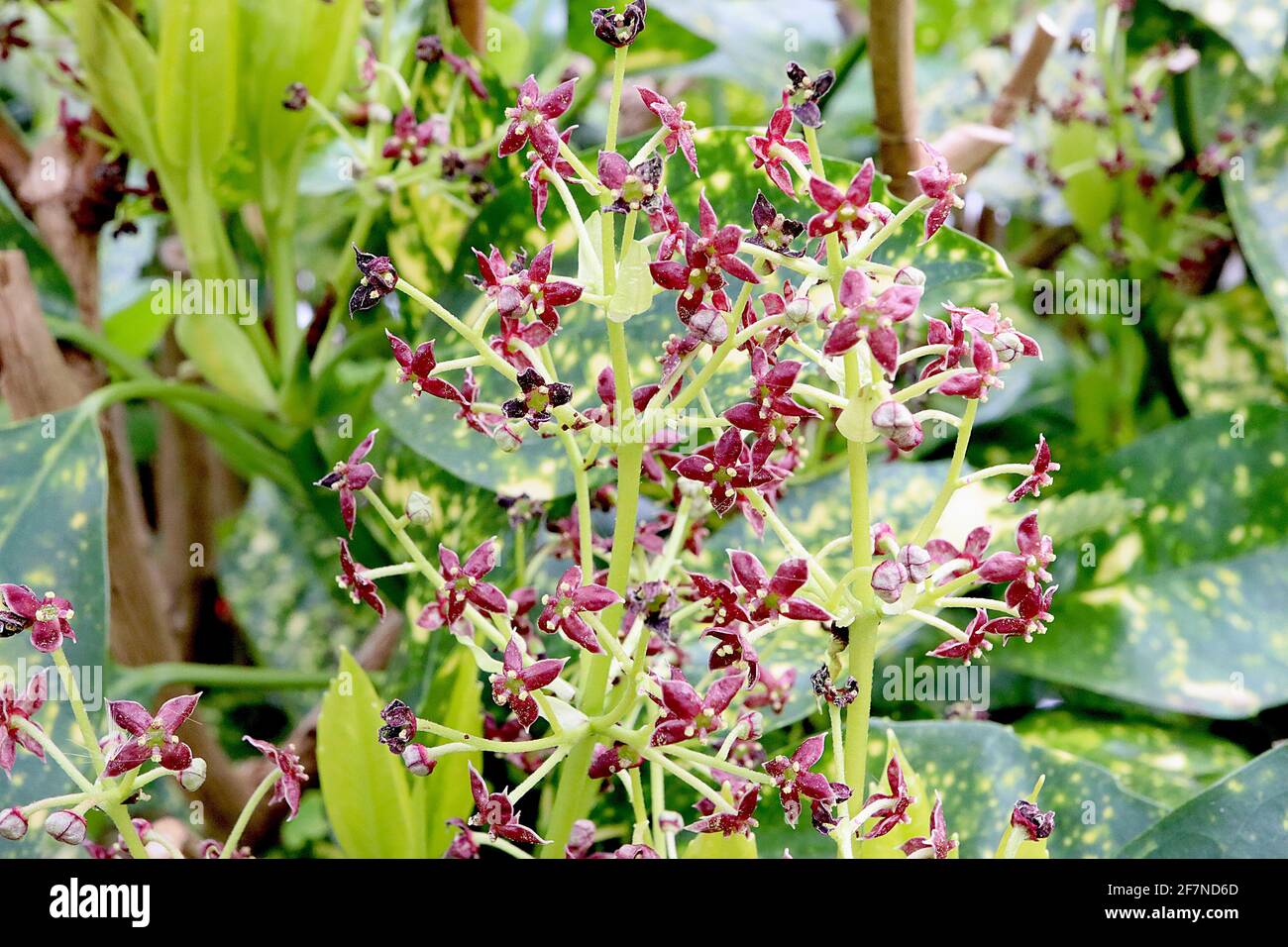 Aucuba japonica ‘Crotonifolia’ japanischer Lorbeer Crotonifolia – kleine tiefviolette Blüten und dunkelgrün stark gefleckte gelbe Blüten, April, England, Großbritannien Stockfoto