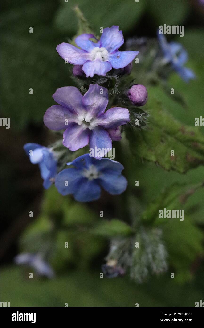 Pentaglottis sempervirens Green alkanet / immergrüner Bugloss – lebendige blaue Blüten und borstig dunkelgrüne Blätter, April, England, UK Stockfoto