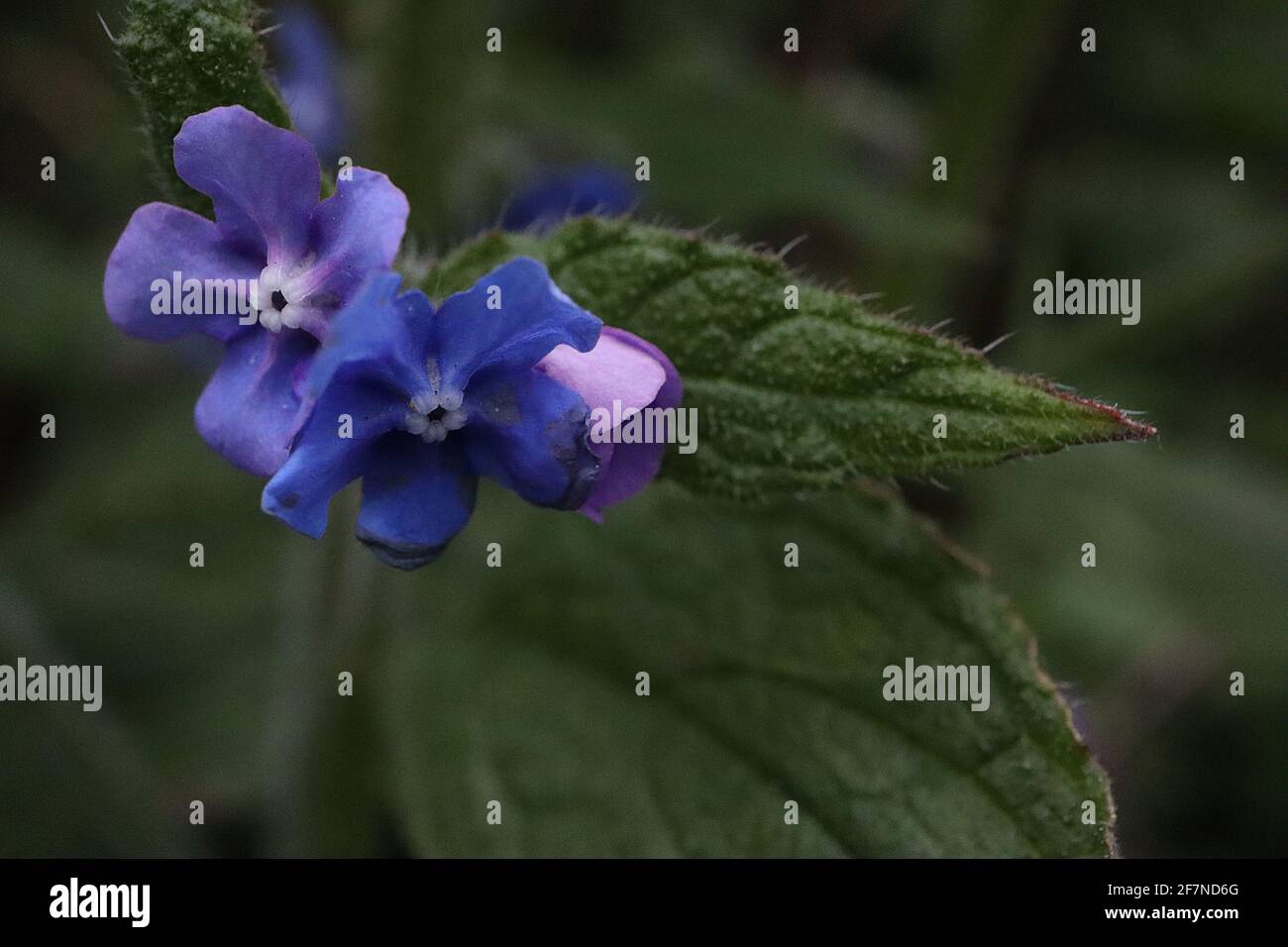 Pentaglottis sempervirens Green alkanet / immergrüner Bugloss – lebendige blaue Blüten und borstig dunkelgrüne Blätter, April, England, UK Stockfoto