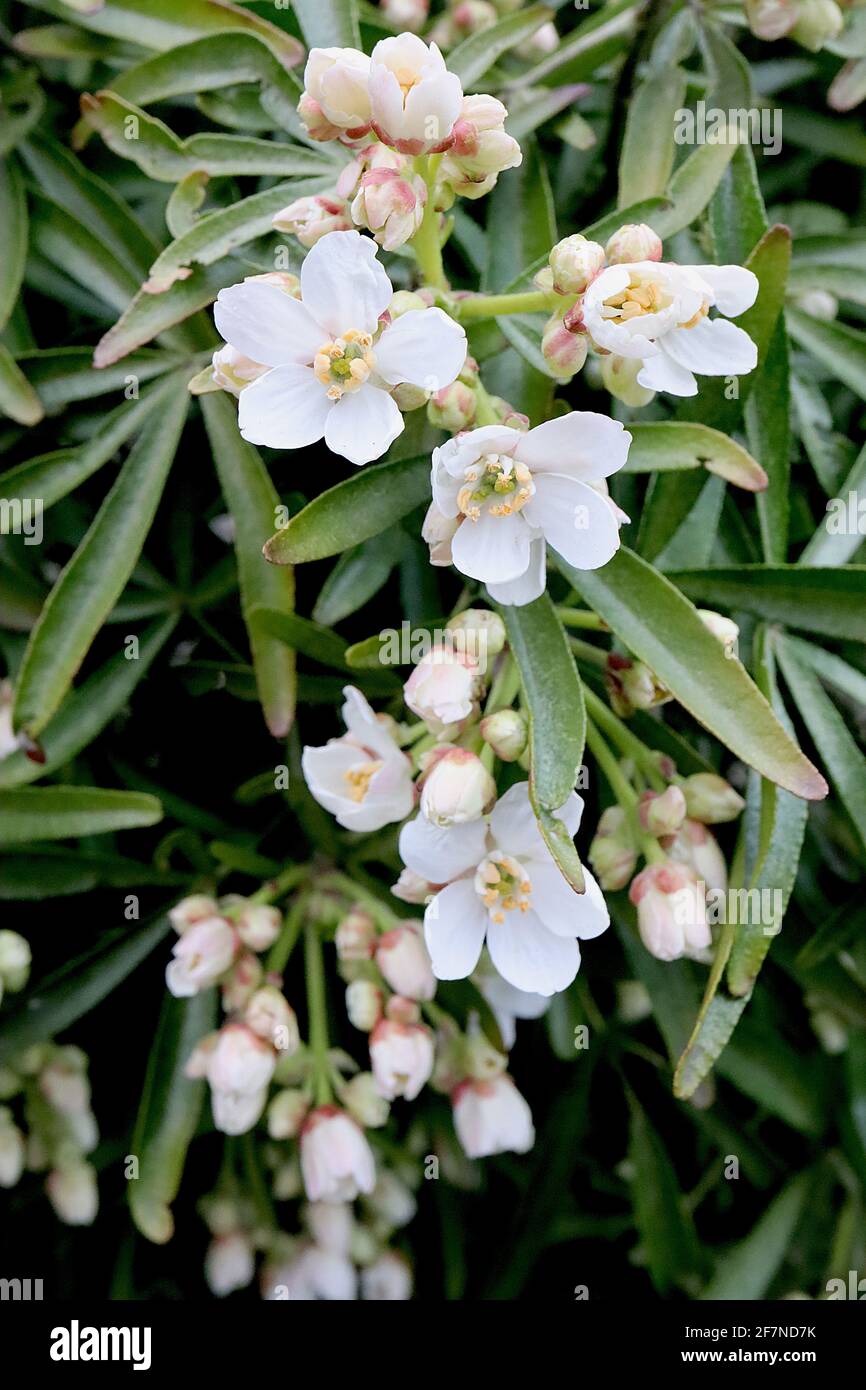 Choisya x dewitteana ‘Aztec Pearl’ mexikanische Orangenblüte Aztec Pearl – duftende sternförmige weiße Blüten mit dunkelgrünen lanzenförmigen Blättern, April, Stockfoto