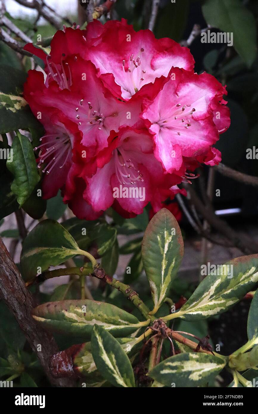 Rhododendron ‘Präsident Roosevelt’ Rote Blüten verblassen zu weißer Basis, bunte Blätter, April, England, Großbritannien Stockfoto