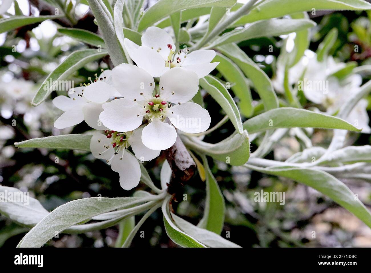 Pyrus Salicifolia Pendula Weidenbl ttrige Birne Trauerbirne Wei e pyrus-salicifolia-pendula-weidenbl-ttrige-birne-trauerbirne-wei-e