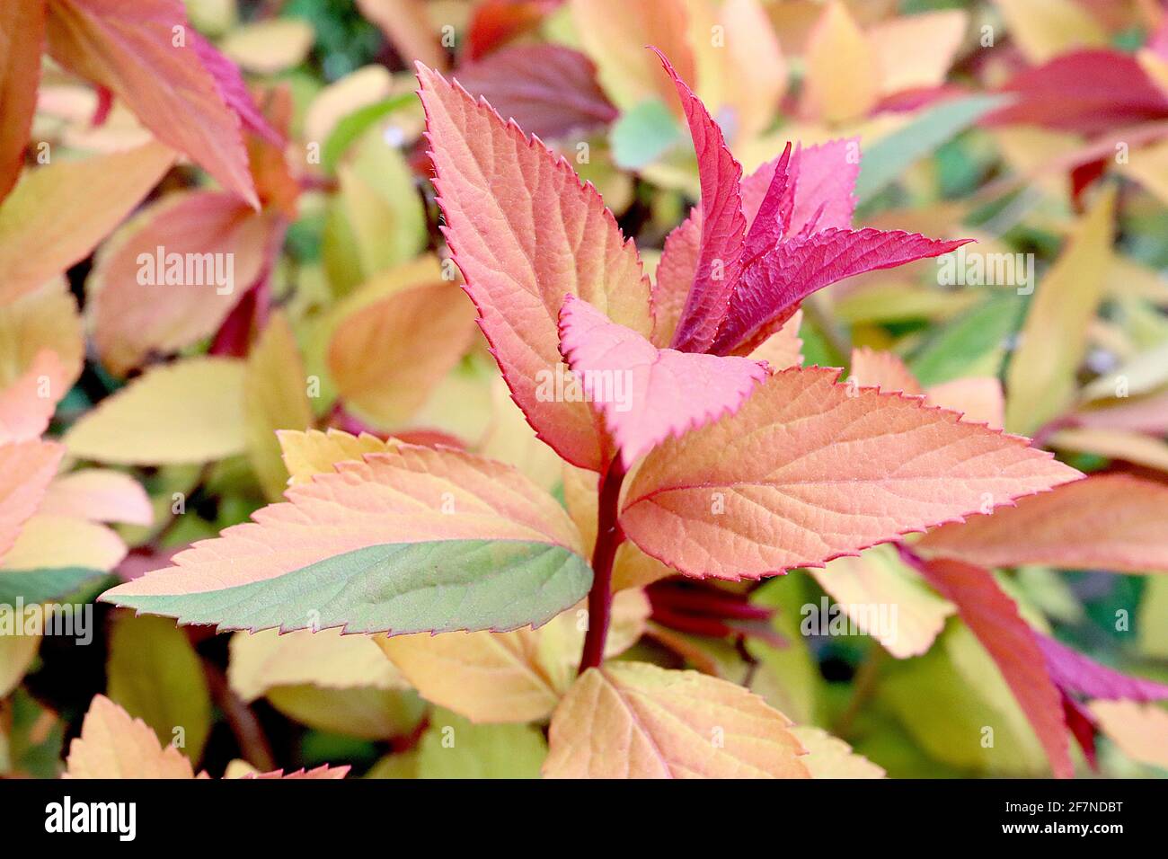 Spiraea japonica ‘Goldflame‘ Japanische Mädesüße Goldflame – gelbe, grüne, orange und rote Blätter an braunen Stielen, April, England, Großbritannien Stockfoto
