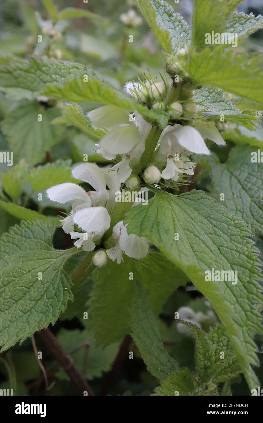 Lamium Album weiße Brennnessel – weiße Kapuzenblumen und große, mittelgrüne Ovatblätter, April, England, Großbritannien Stockfoto
